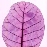 Photo of a dyed leaf's structure