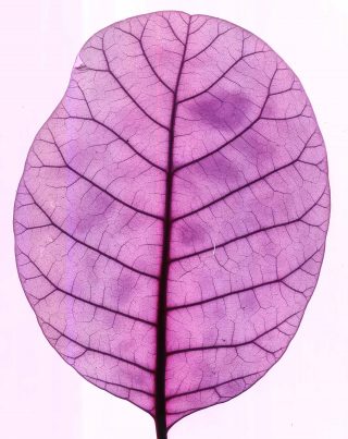 Dyed photo of a leaf structure