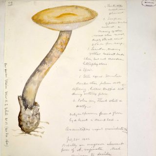 Illustration of a mushroom from the herbarium