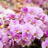 Photo of pink orchids