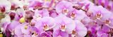 Photo of pink orchids