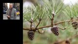 Photo of Billy Collins and a selection of pinecones