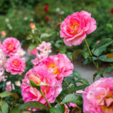 vibrant pink Julie Andrew roses in the Rose Garden