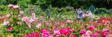 Visitors exploring the Rose Garden and taking pictures.