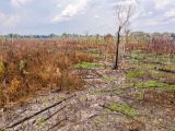 Image of Recent damage to a forest near Porto Velho, Rondônia, Brazil