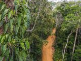 image of Monkey’s-eye view of access road in Jacundá National Forest