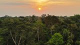 View of amazon top of trees at sunset