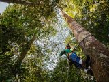 Master woodsman Edilson Oliveira climbs a canopy tree to collect specimens in Jacundá National Forest