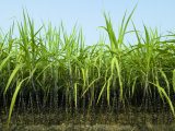 Photo of sugar cane