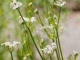 Photo of caraway plant