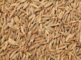 Photo of cumin seeds