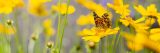 A butterfly on a yellow flower