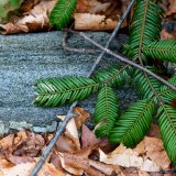 Photo of conifer needles lying across a forest stone