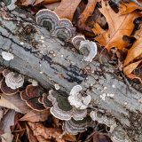 Photo of Shelf Fungi