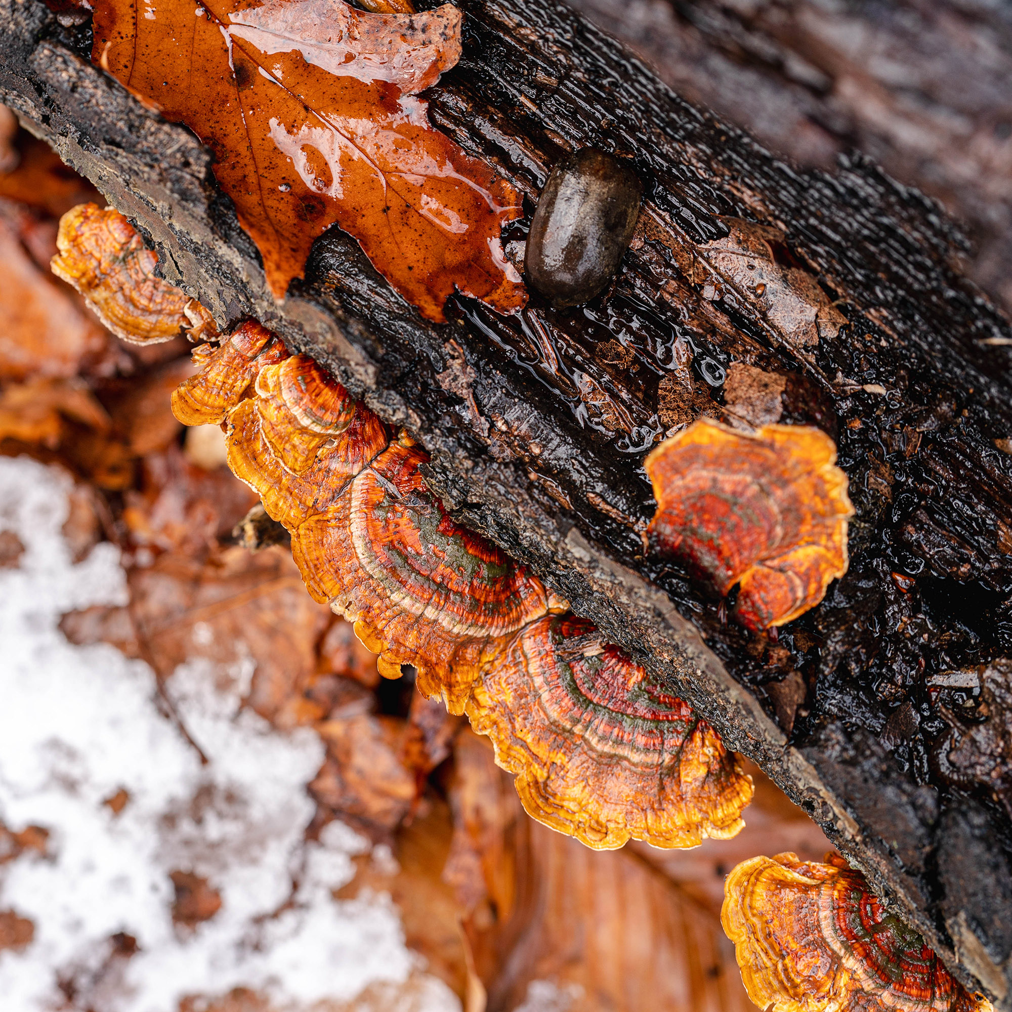 Photo of Shelf Fungi