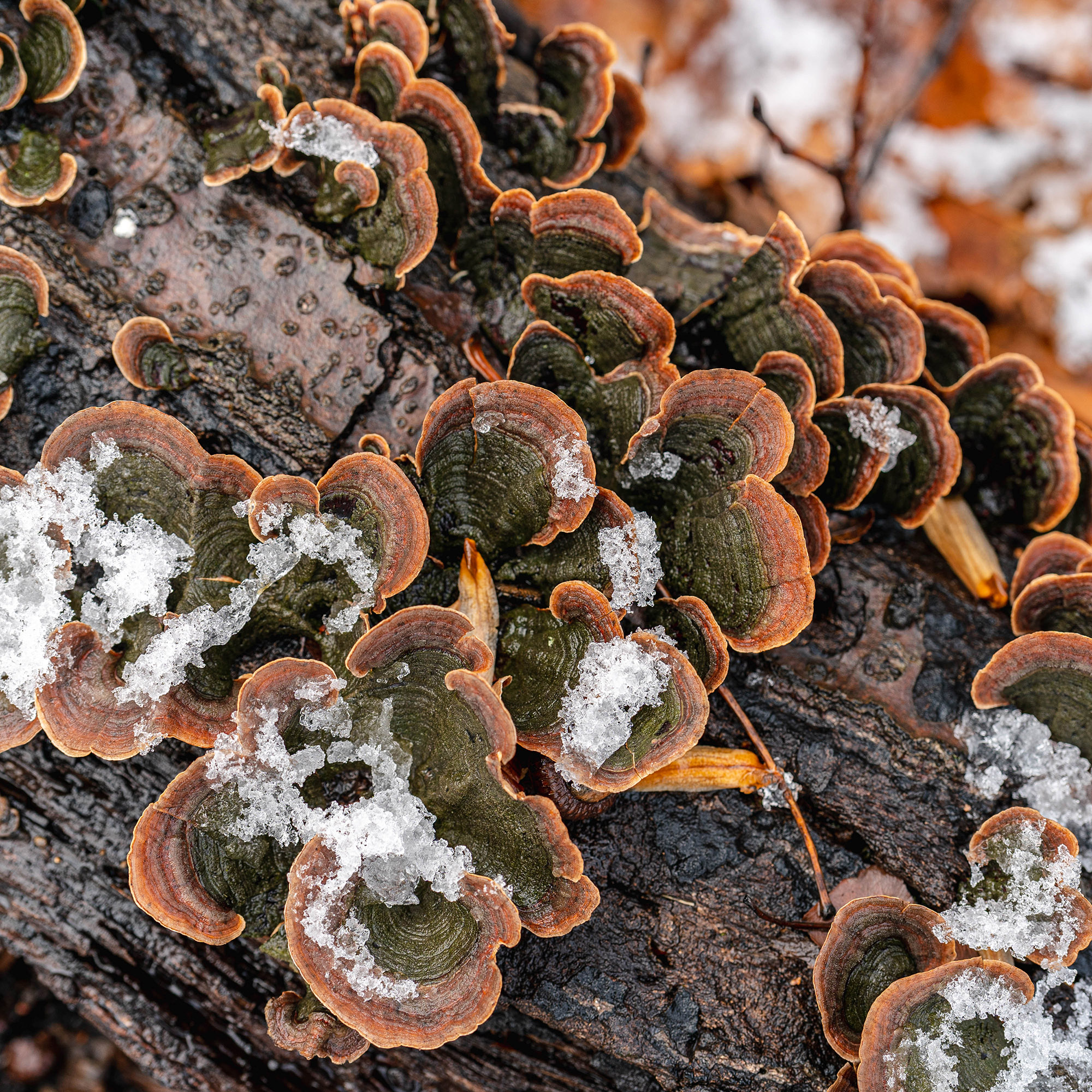 Photo of Shelf Fungi