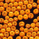 Photo of pumpkins in the reflecting pool