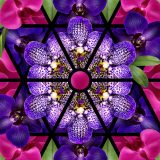 Purple and pink orchids laid out in a kaleidoscope pattern.