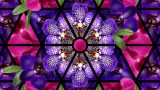 Purple and pink orchids laid out in a kaleidoscope pattern.