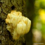 A mushroom