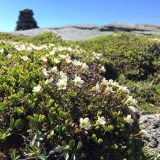 Photo of plants on a mountaintop