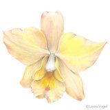 Orchid flower by Laura Vogel