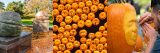 Photo of pumpkins and pumpkin activities