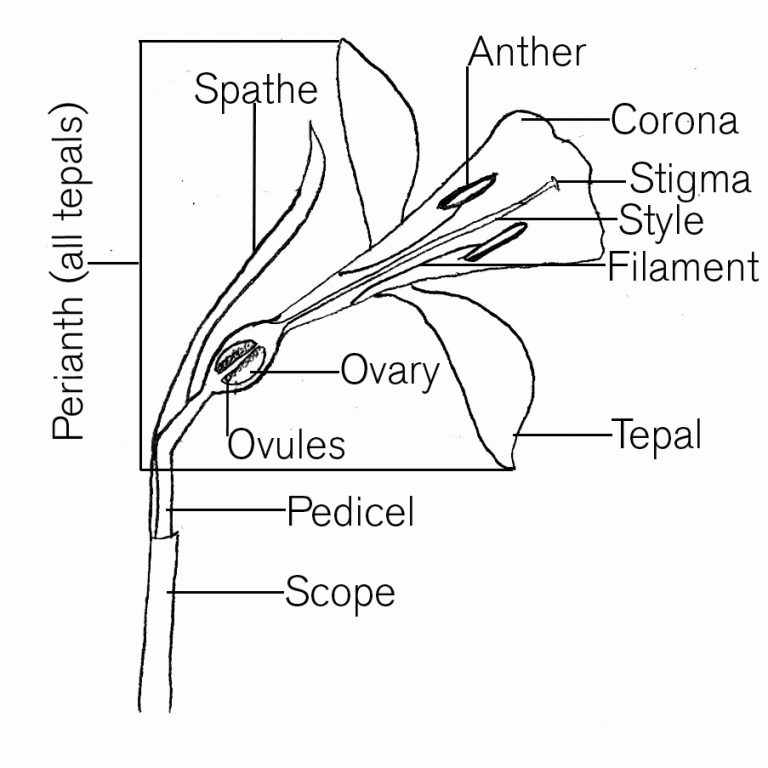 Daffodil Hill New York Botanical Garden