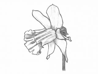 drawing of a trumpet daffodil