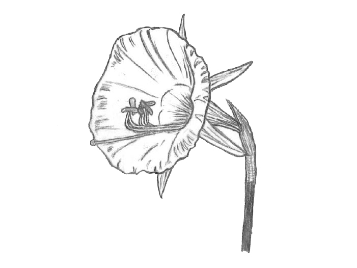 drawing of a division 10 daffodil