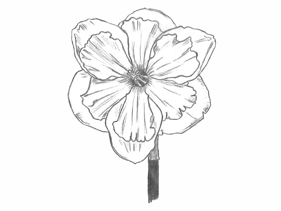 drawing of a division 11a daffodil