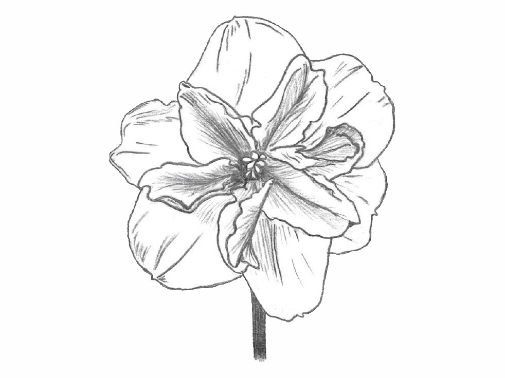 drawing of a division 11b daffodil