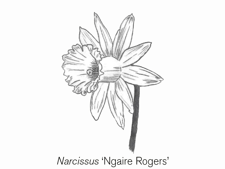 drawing of a division 12 daffodil narcissus ngaire rogers