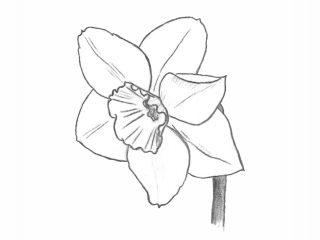 drawing of a large-cupped daffodil