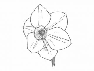 drawing of a small cupped daffodil