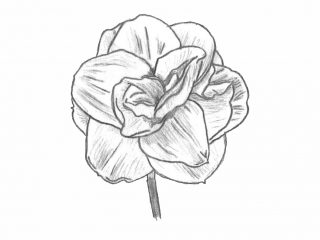 drawing of a daffodil with a double set of petals