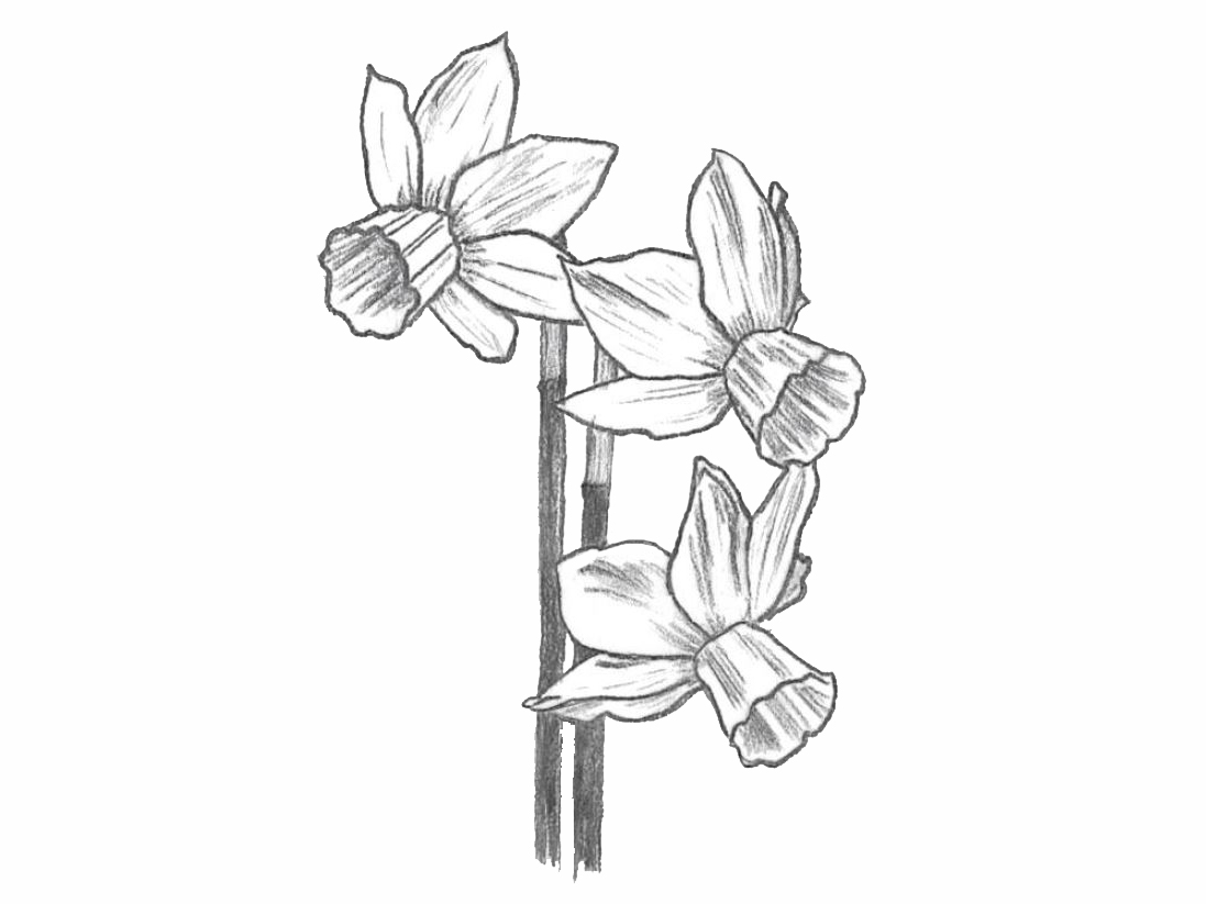 drawing of a division 5 daffodil with three flowers