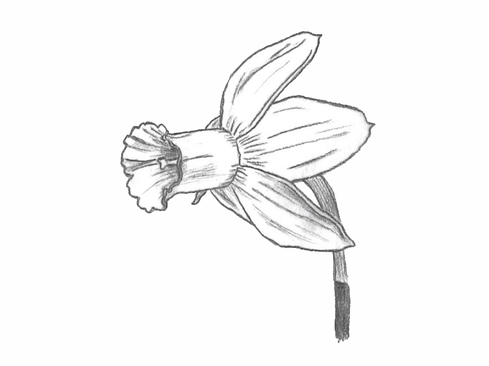 drawing of a division 6 daffodil
