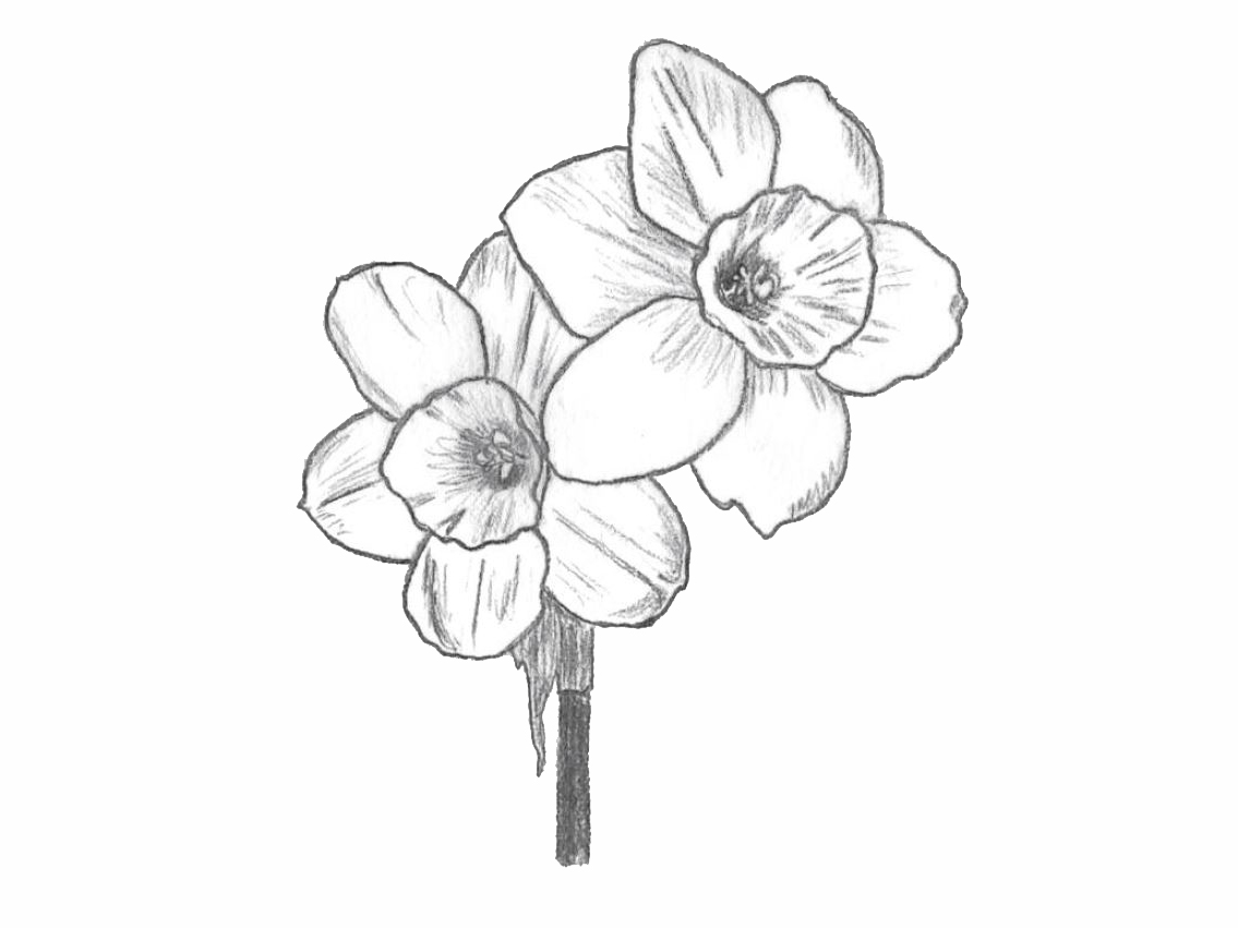 drawing of a division 7 daffodil