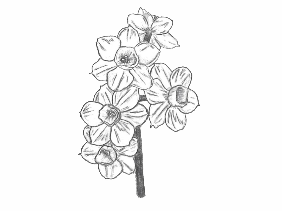 drawing of a division 8 daffodil