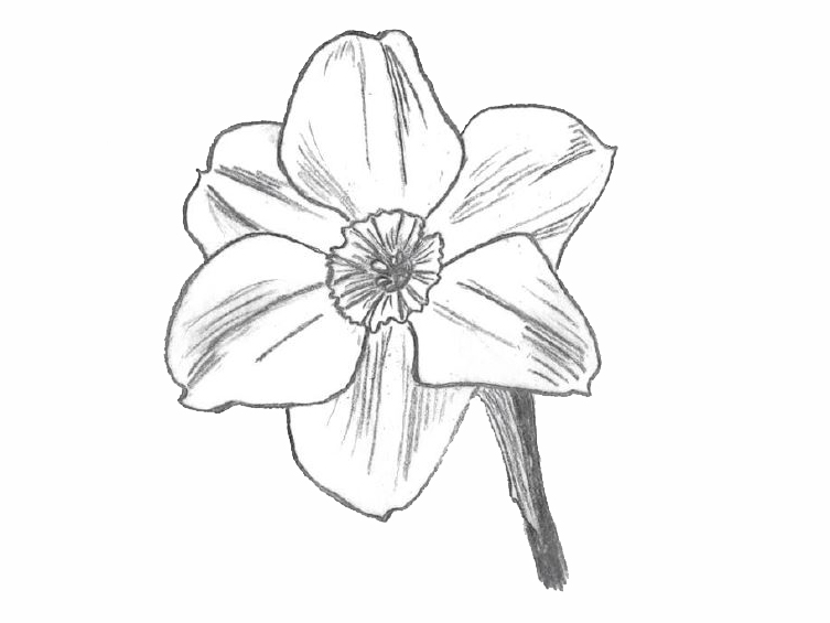 drawing of a division 8 daffodil