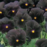 A dark purple pansie with a yellow center