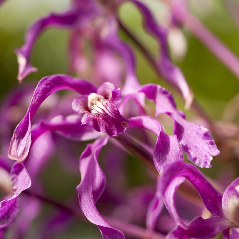 Photo of Laelia superbiens in fuchsia