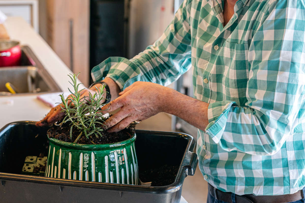 Photo of Aaron Bertelsen harvesting fresh herbs