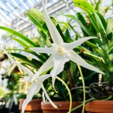 Photo of a white orchid beneath greenhouse glass