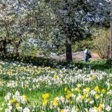 Photo of a garden visitor among daffodils