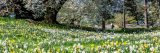 Photo of a garden visitor among a field of daffodils