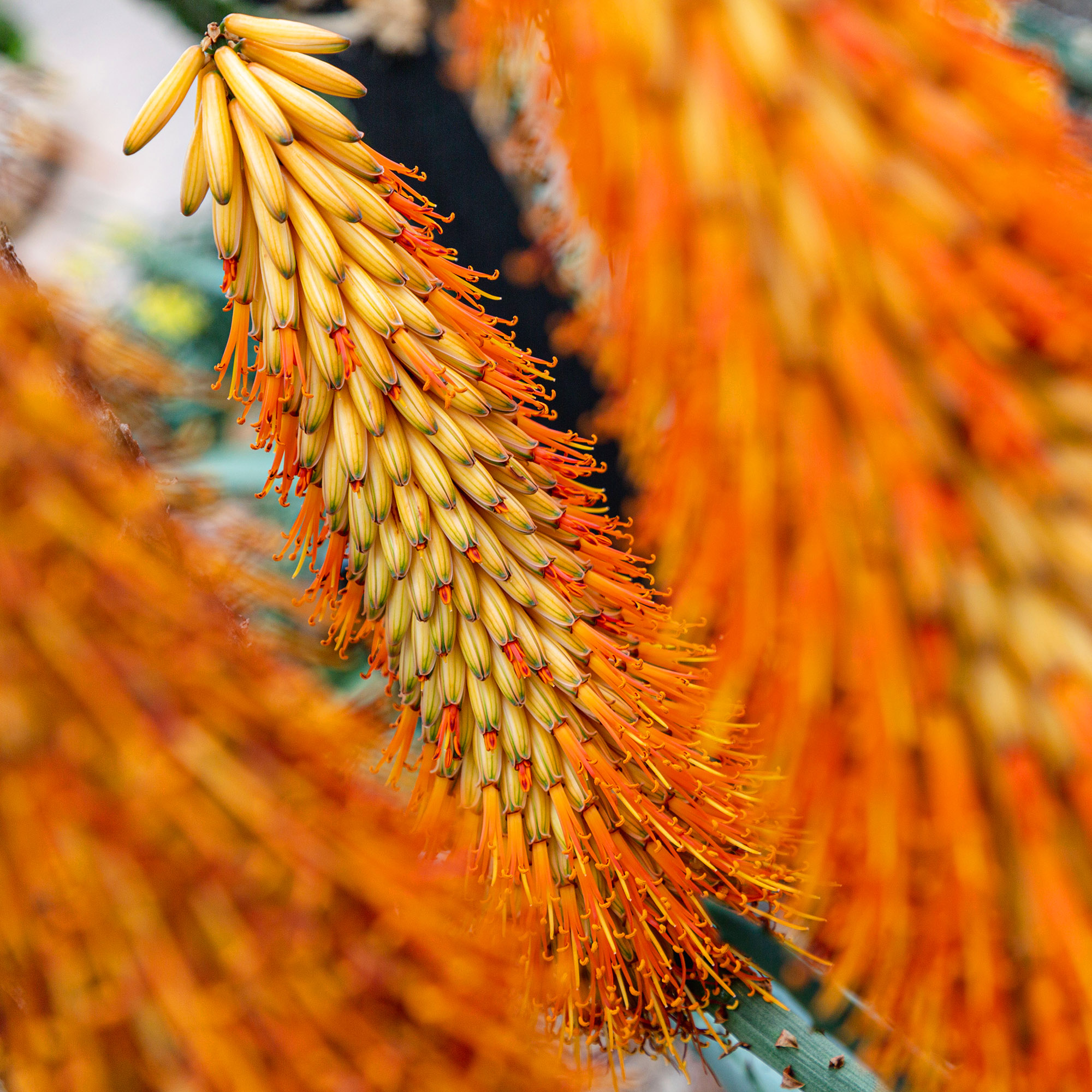 Photo of vivid orange flowers