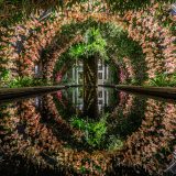 Colorful orchids in arches over a pool with a reflection of the orchids