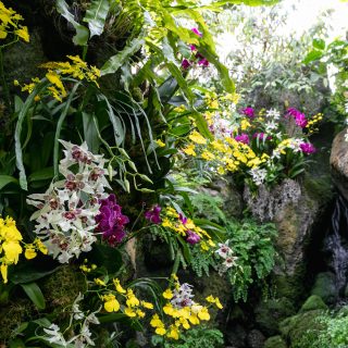 Photo of orchids planted among moss and tropical plants